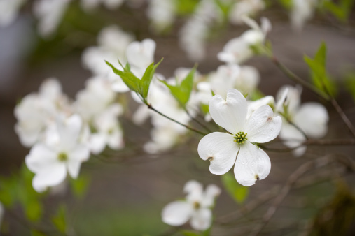 Dogwood flowers in spring. Beautiful white Dogwood blossoms up close. Delicate natural beauty outdoors. Decorative flower bush in springtime.