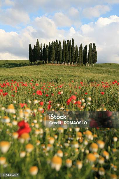 Prato E Cypresses In Val Dorcia Toscana Italia - Fotografie stock e altre immagini di Albero - Albero, Ambientazione esterna, Bellezza naturale