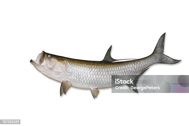 Tarpon Mit Clipping Path Stockfoto und mehr Bilder von Tarpun - Tarpun, Fisch, Clipping Path