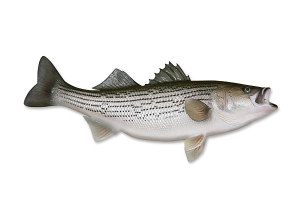 Striped Bass with Clipping Path Hybrid Striped Bass isolated on white with clipping path. Nice large file. ocean perch stock pictures, royalty-free photos & images