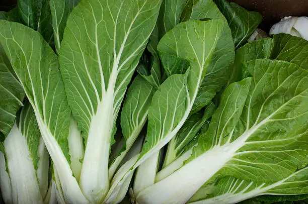 Box of organic bok choy packed in a carton ready for shipping to market.