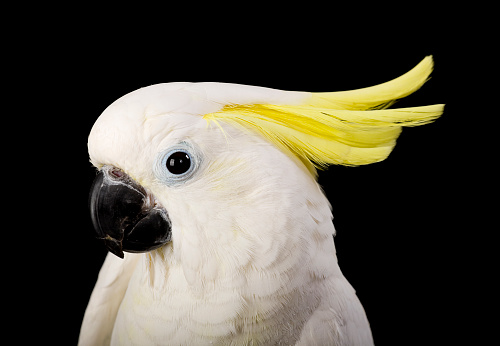 A sulfur crested cockatoo against a black background.