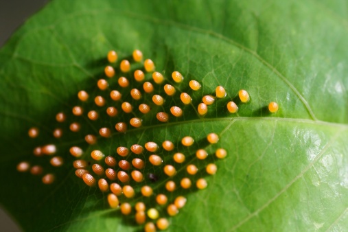 White caterpillar eggs have a hole in the middle of the egg and a white web around the egg.  Many small white eggs next to each other on green leaf.