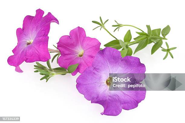 Colorful Petunia Flowers Stock Photo - Download Image Now - Petunia, Cut Out, Pink Color