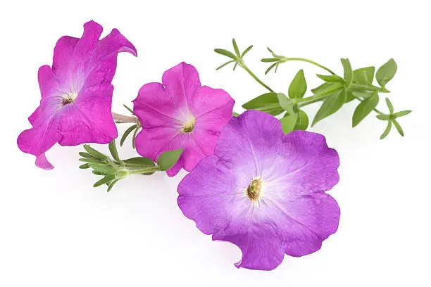 Photo of Colorful petunia flowers