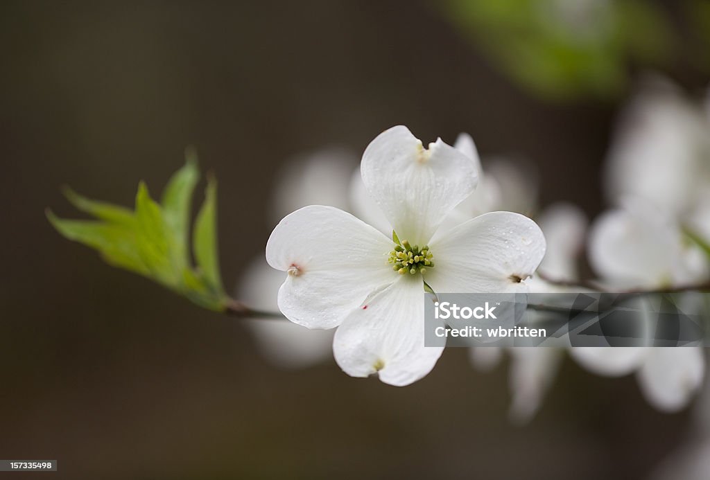 Selvatico Fiore di sanguinello nelle Montagne Fumose - Foto stock royalty-free di Ambientazione esterna