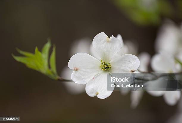 Selvatico Fiore Di Sanguinello Nelle Montagne Fumose - Fotografie stock e altre immagini di Ambientazione esterna