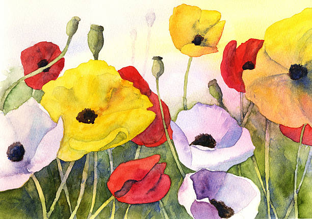 ilustrações de stock, clip art, desenhos animados e ícones de papaveráceas de aguarela - stem poppy fragility flower
