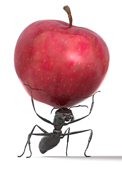 Ant Carrying an Apple An ant carrying an apple against a white background. Very high resolution 3D render. edible ants stock pictures, royalty-free photos & images