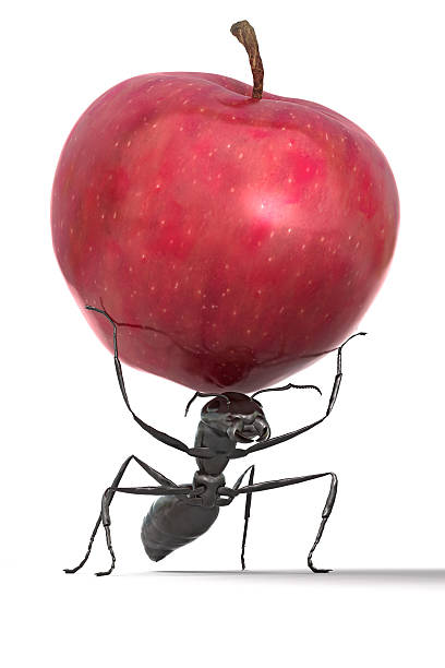 муравей носить apple - close up touching animal antenna стоковые фото и изображения