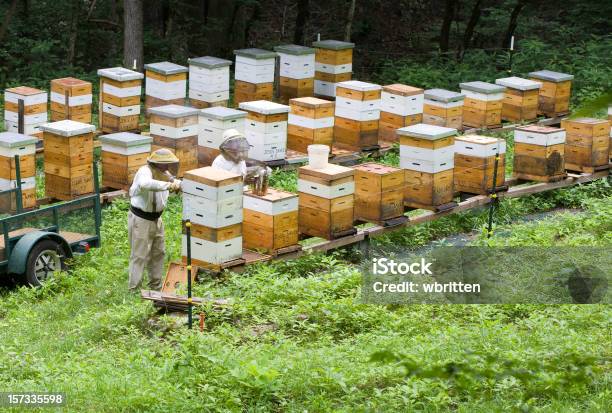 Colher De Mel - Fotografias de stock e mais imagens de Colmeia - Colmeia, Abelha, Adulto