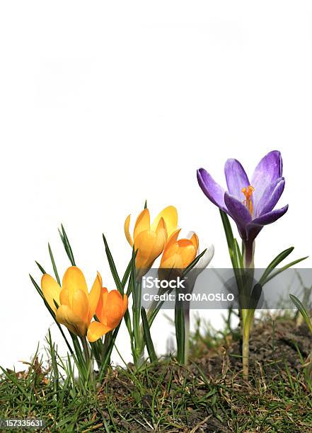 Photo libre de droit de Crocus Macro Isolé Sur Blanc banque d'images et plus d'images libres de droit de Couleur vive - Couleur vive, Crocus, Crocus safran