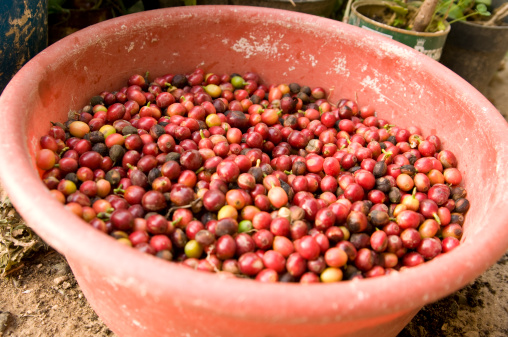 Old plastic container filled mid-way during a harvesting of mature Huehuetenango, Guatemala coffee beans
