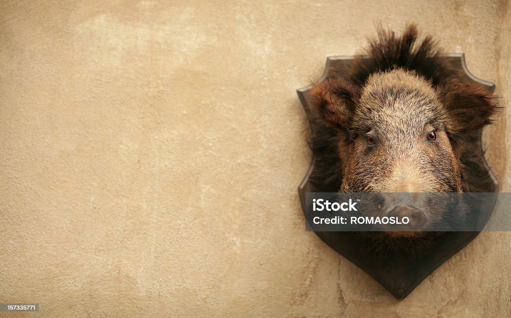 Wild boar auf einer Wand in Volterra, Toskana, Italien - Lizenzfrei Taxidermie Stock-Foto