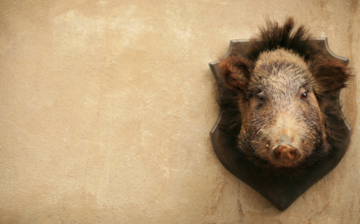 Wild boar on a wall in  Volterra, Tuscany Italy
