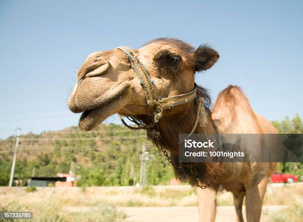 Kamel Stockfoto und mehr Bilder von Humor - Humor, Kamel, Braun