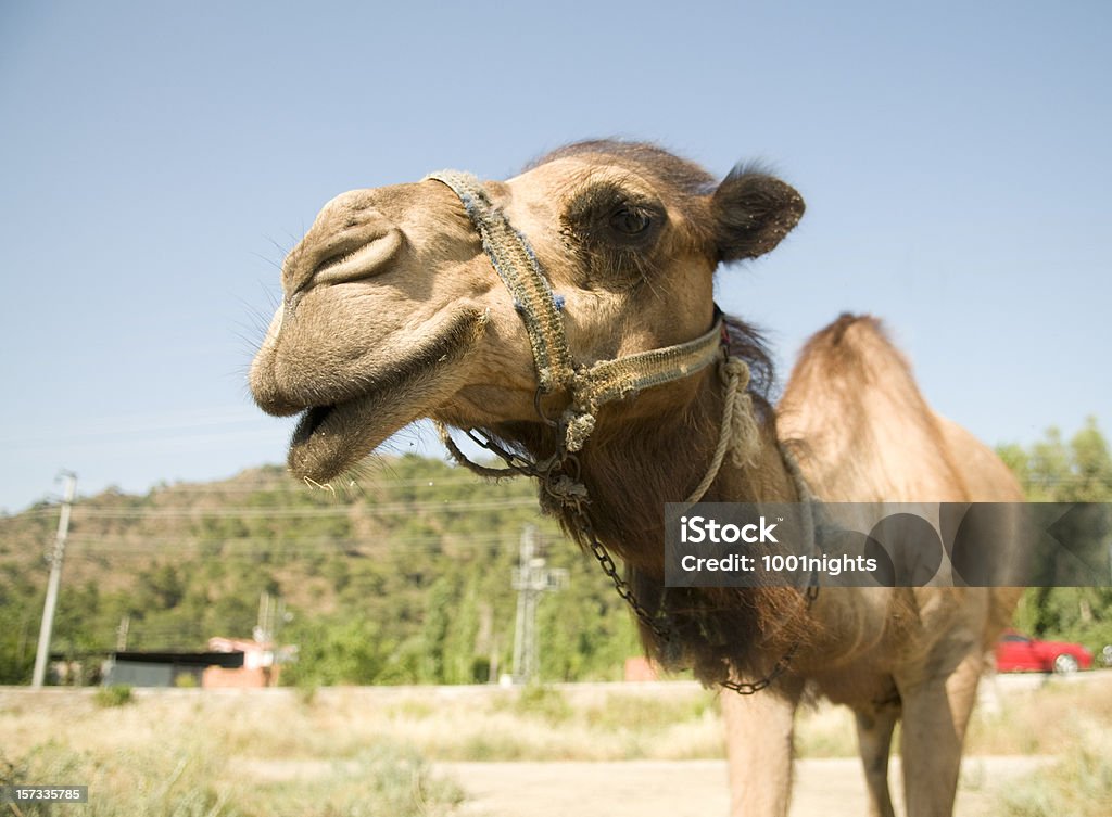 Верблюжий - Стоковые фото Верблюд роялти-фри
