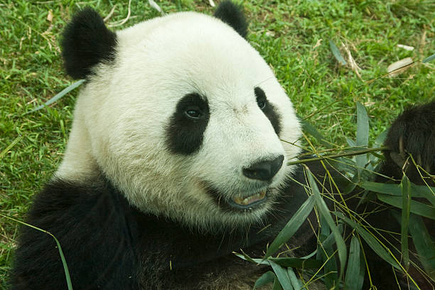 Giant Panda and bamboo  cerne abbas giant stock pictures, royalty-free photos & images