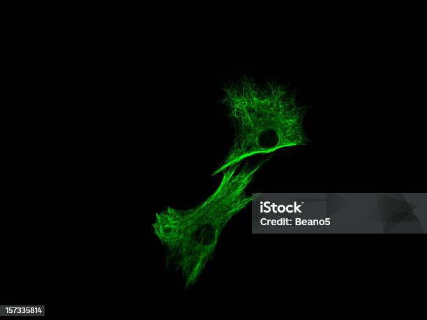면역형광법 염색 형광에 대한 스톡 사진 및 기타 이미지 - 형광, 검정색 배경, 면역 형광 현미경 사진