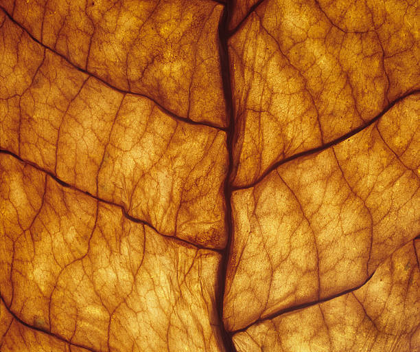 葉 - dry leaves ストックフォトと画像