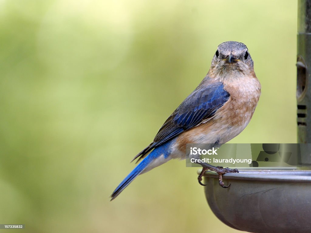 Hembra Bluebird primer plano - Foto de stock de Alimentador de pájaros libre de derechos