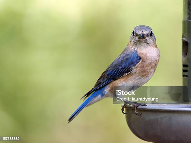 Hembra Bluebird Primer Plano Foto de stock y más banco de imágenes de Alimentador de pájaros - Alimentador de pájaros, Animal, Animal hembra