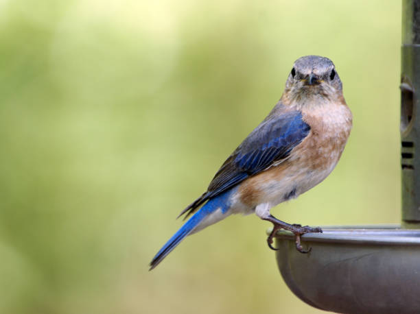 istock Female Bluebird Close-up 157335832