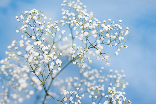 Large branch with delicate white flowers of Spiraea nipponica Snowmound shrub in full bloom and a small Green June Bug, beautiful outdoor floral background of a decorative plant