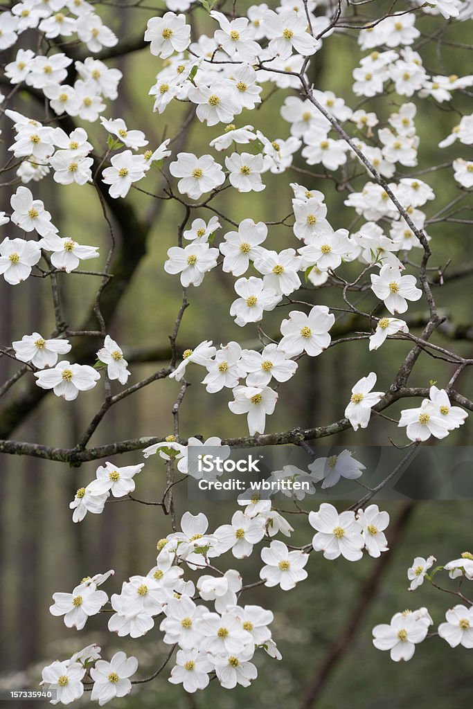 Ruedas de Dogwood cerezos en flor - Foto de stock de Cornus libre de derechos