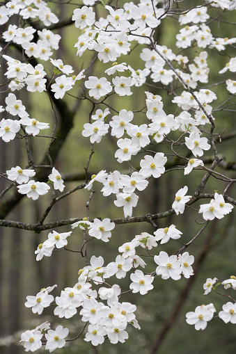 Dogwood time comes to the Smoky Mountains every April.