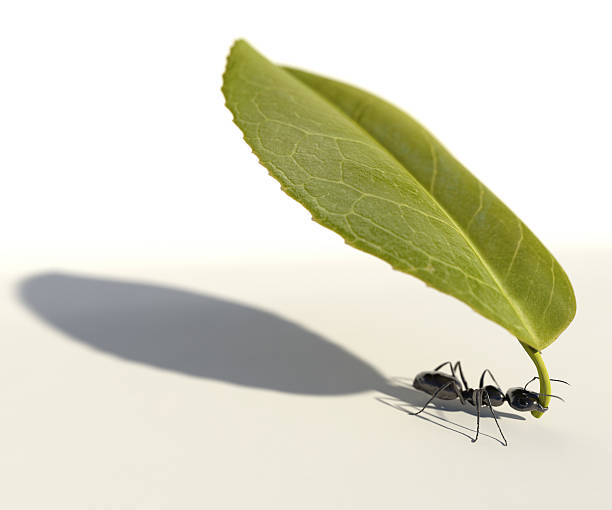 Ant Carrying a Leaf An ant carrying a leaf against a white background. Very high resolution 3D render. ant stock pictures, royalty-free photos & images