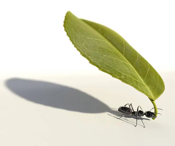 An ant carrying a leaf against a white background. Very high resolution 3D render.