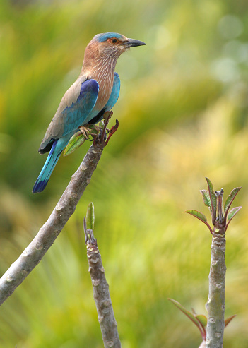 An Indian roller perched in Bandhavgarah National Park, India. The bird was formerly locally called the Blue Jay. It is a member of the roller family of birds. 