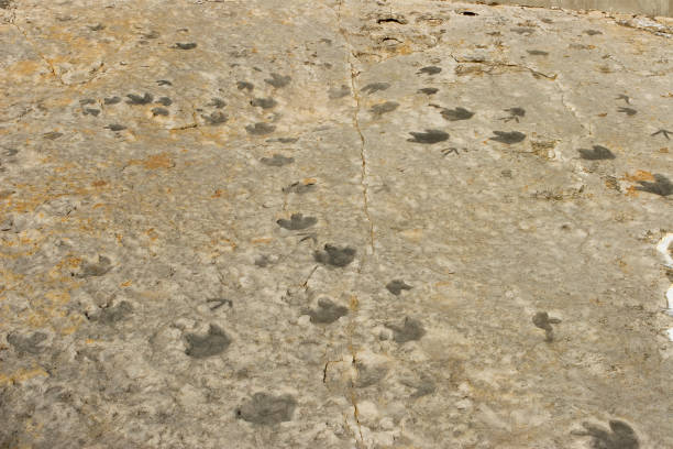 Jurassic Period dinosaur footprints within Comanche National Grassland