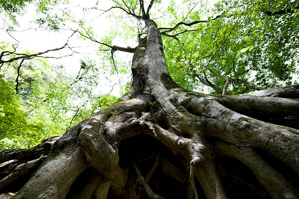 hêtre racines - beech leaf tree green leaf photos et images de collection