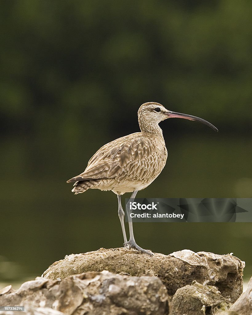 Maçarico-Galego contra o fundo escuro (Shorebird - Royalty-free Maçarico-Galego Foto de stock