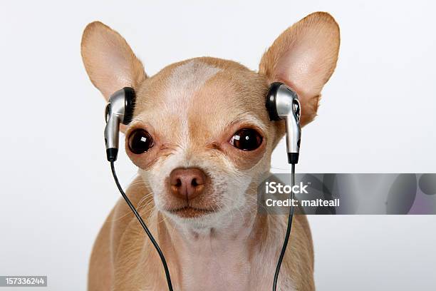 Earing Musica - Fotografie stock e altre immagini di Cane - Cane, Cuffia - Attrezzatura per la musica, Accessorio personale