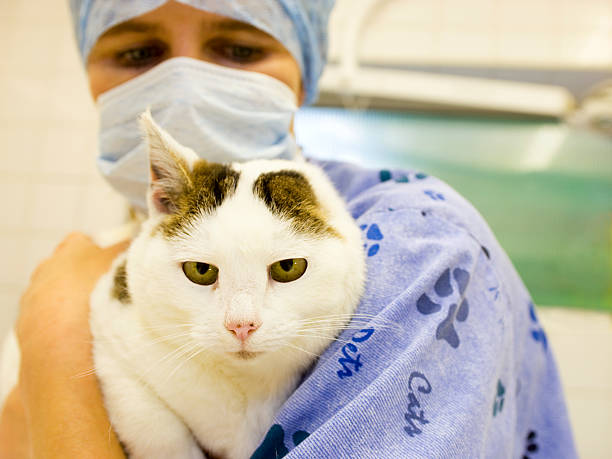 Veterinary surgeon holding a cat stock photo