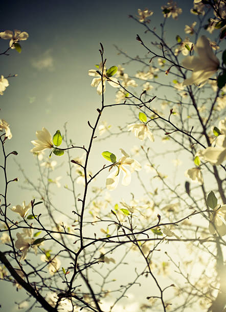 magnolia