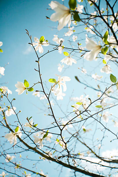 アップルブロッサムにホルダラン郡 - flower tree spring apple blossom ストックフォトと画像