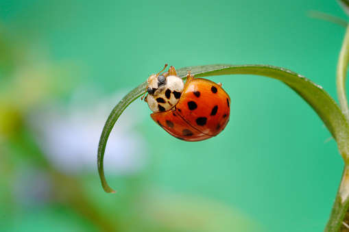 A spotted tortoise beetle on a leaf in the rainforest of Bali, Indonesia.