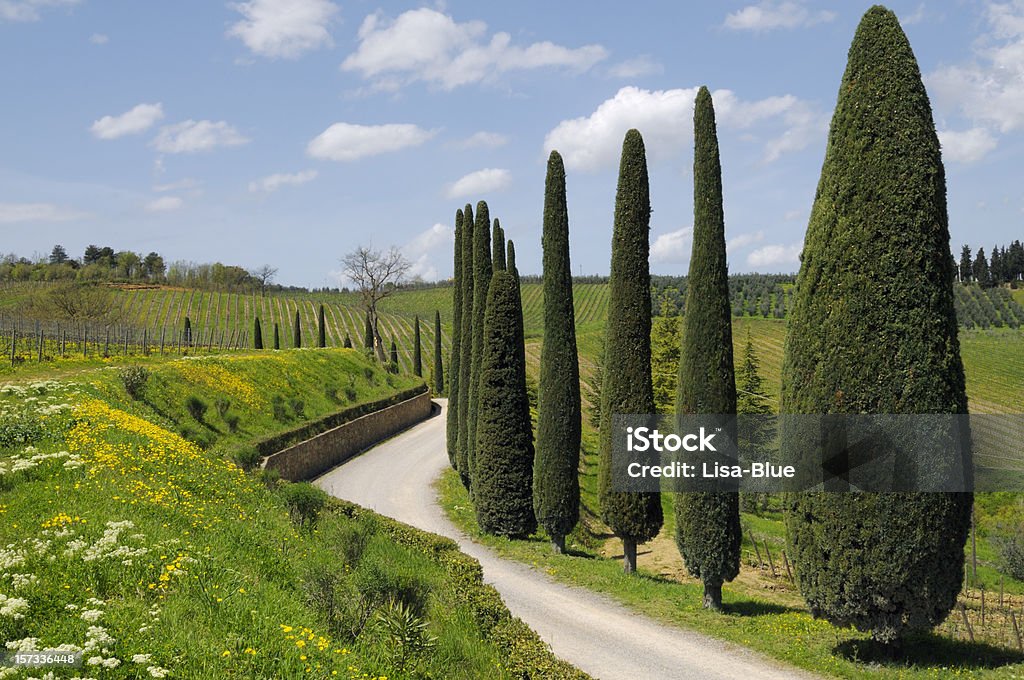 Wiejska droga Cypress drzewa Wiosna Toskania - Zbiór zdjęć royalty-free (Droga jednopasmowa)