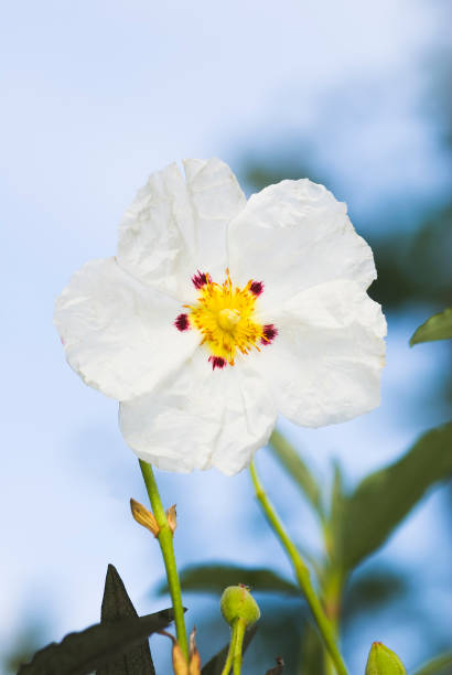 cistus flower - czystek zdjęcia i obrazy z banku zdjęć