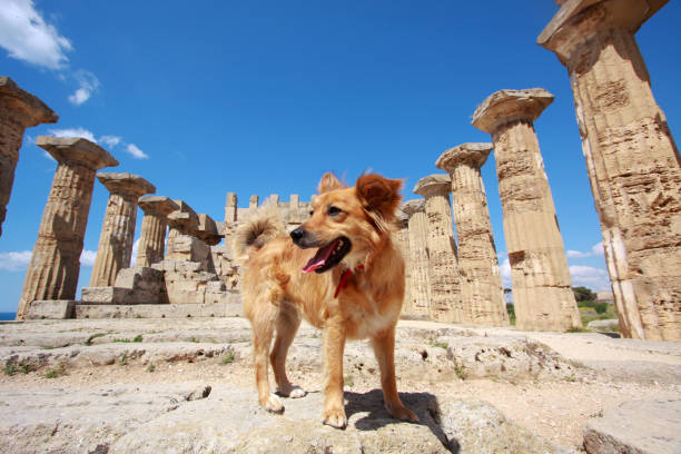 Free Stock Photo of Dog in Temple | Download Free Images and Free ...