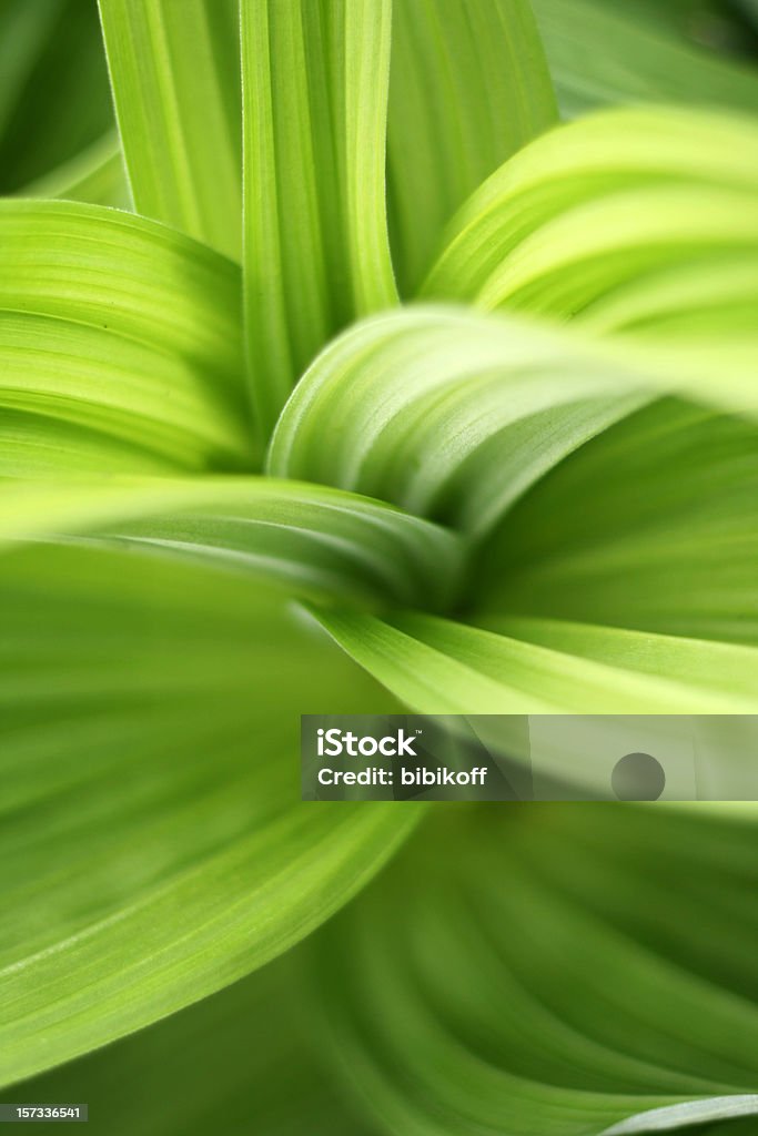 green leaves  Abstract Stock Photo