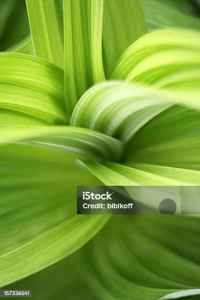Green Leaves Stock Photo - Download Image Now - Abstract, Abstract Backgrounds, Backgrounds
