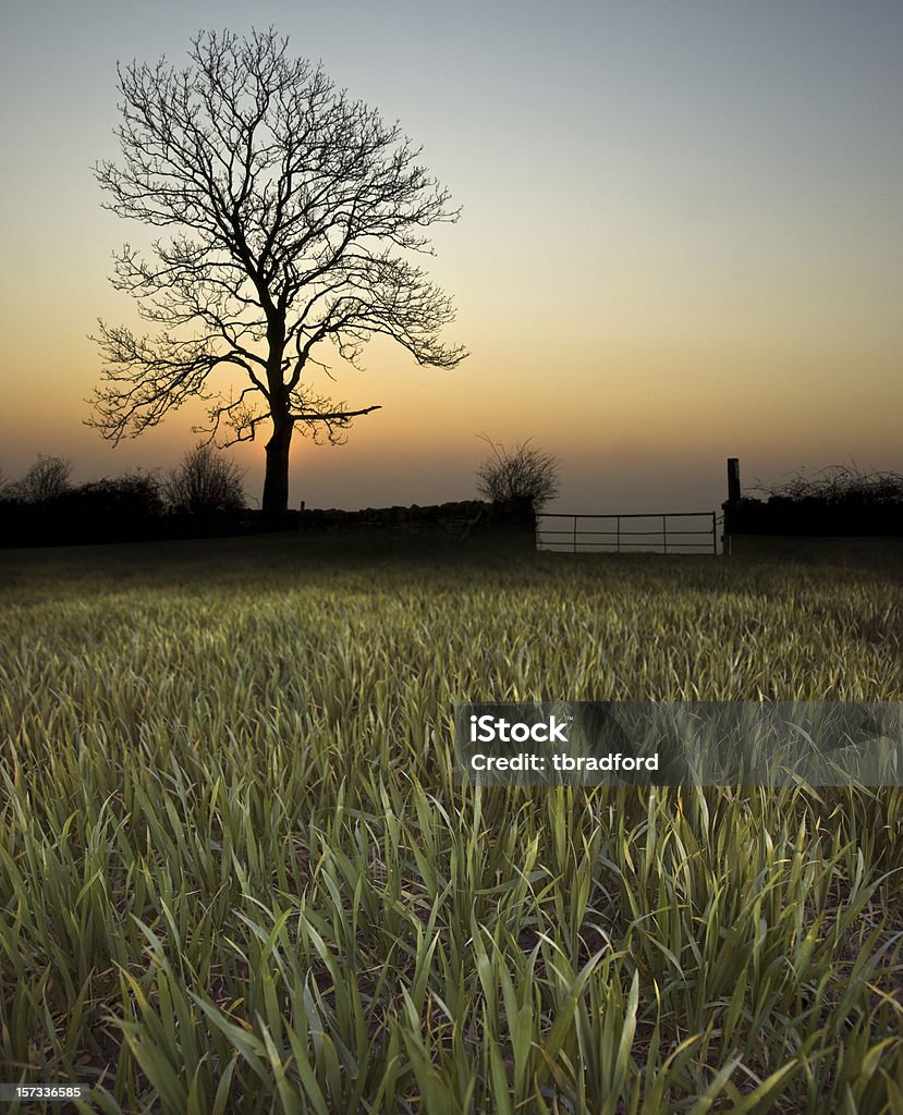 Sunset Behind a Bare Tree In Autumn  Agricultural Field Stock Photo