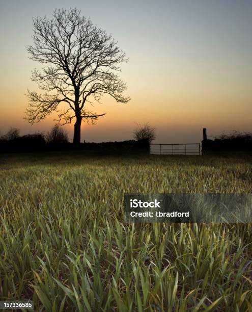 Rural Ao Pôrdosol - Fotografias de stock e mais imagens de Agricultura - Agricultura, Anoitecer, Ao Ar Livre