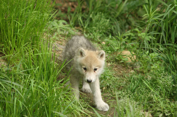 Arctic Wolf Cub stock photo