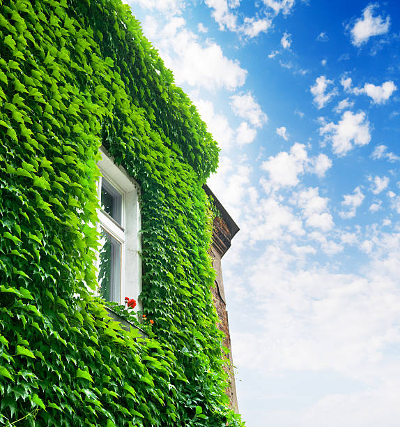 Old buliding covered with ivy. Photo taken in Kazimierz district of Krakow, Poland.
